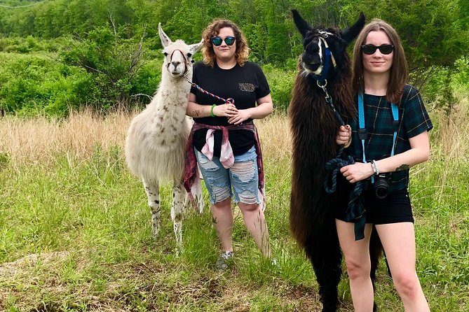 Hyde Park NY, Llama/ Alpaca Hike and Farm Tour  - The Catskills - Tour Logistics Details
