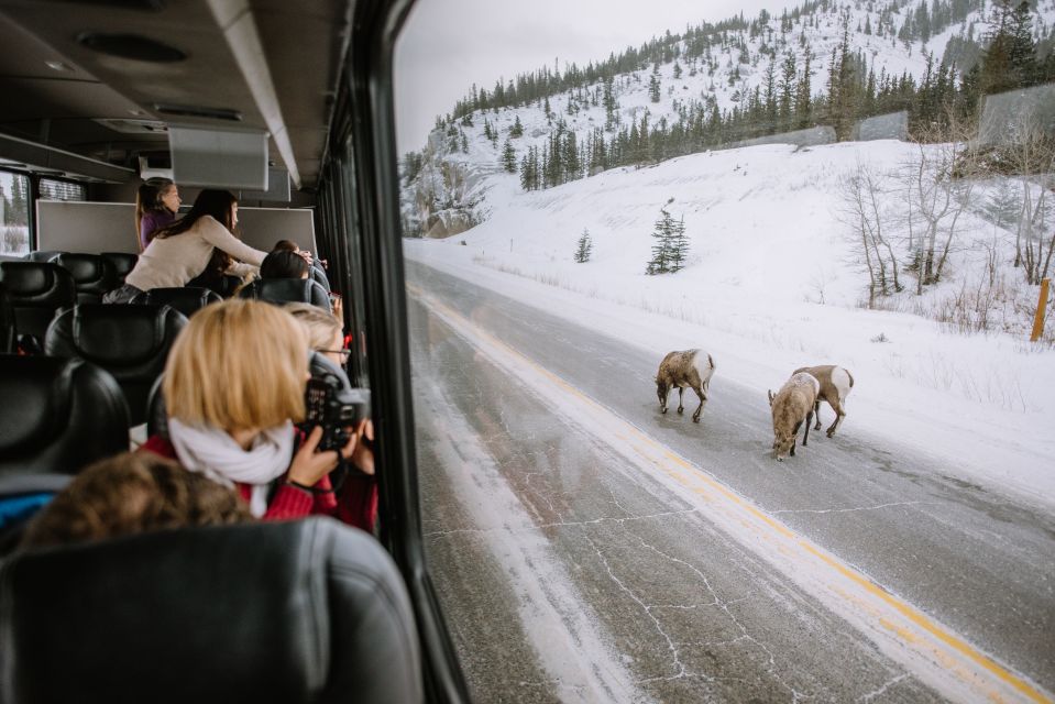 Jasper: Winter Wildlife Bus Tour in Jasper National Park - Directions