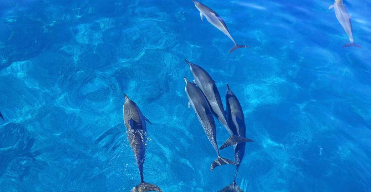 Kailua-Kona: Dolphin Watch Speedboat Snorkel Cruise and BBQ - Pricing
