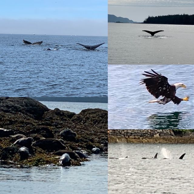 Ketchikan: Marine Wildlife and Whale Watching Boat Tour - Amenities and Services