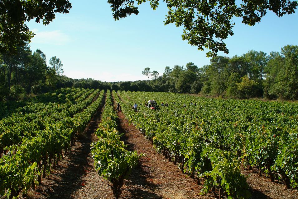 Luberon: Full-Day Wine Tour From Marseille - Customer Reviews