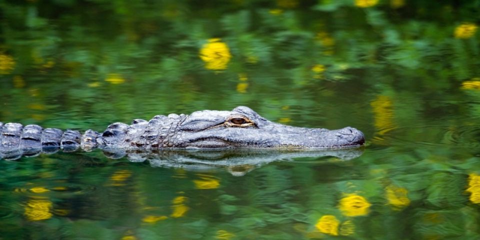 Miami: Small Group Everglades Express Tour With Airboat Ride - Everglades Adventure Description