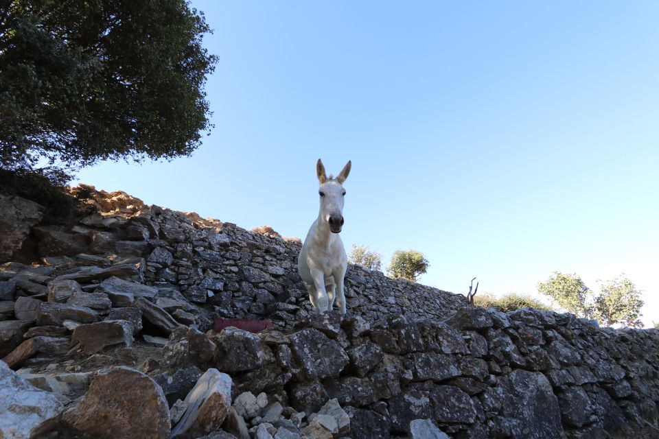 Naxos: Hike to the Top of Mount Zas With a Guide - Customer Reviews