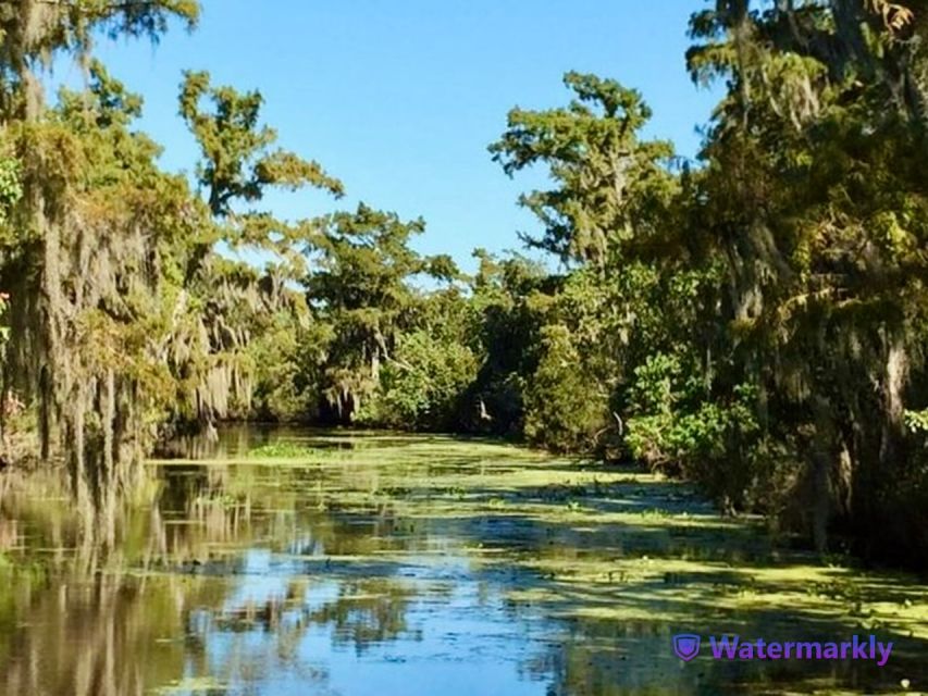 New Orleans: Airboat Swamp & City and Katrina Tour Combo - Cajun Lifestyle Discovery