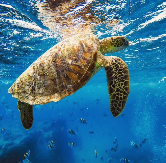 Oahu : Waikiki Sailing Turtle Snorkeling in Small Groups - Important Information
