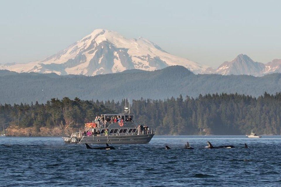 Orcas Island: Whale Watching Guided Boat Tour - Important Information