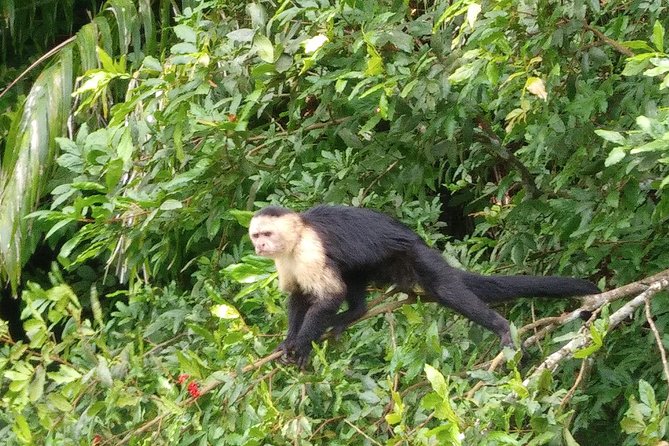 Panama Canal Tour and Gatun Lake Ecotour - Common questions