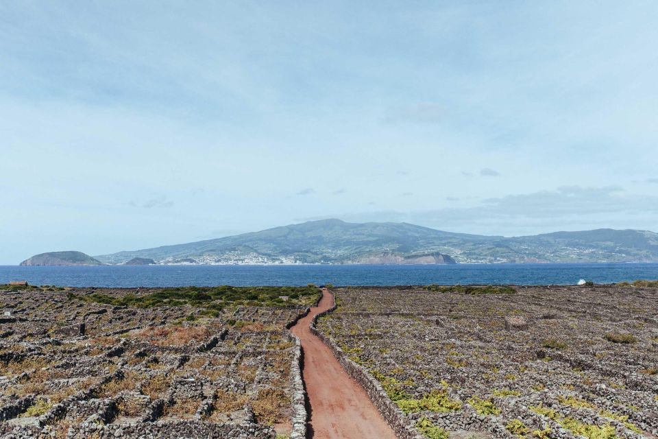 Pico Island: Half Day Private Wine Tour - Important Information