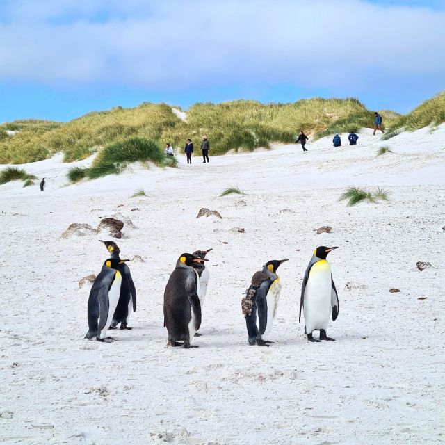Private Coastal Gems Tour: Penguins, Scenery & Stanley - Common questions