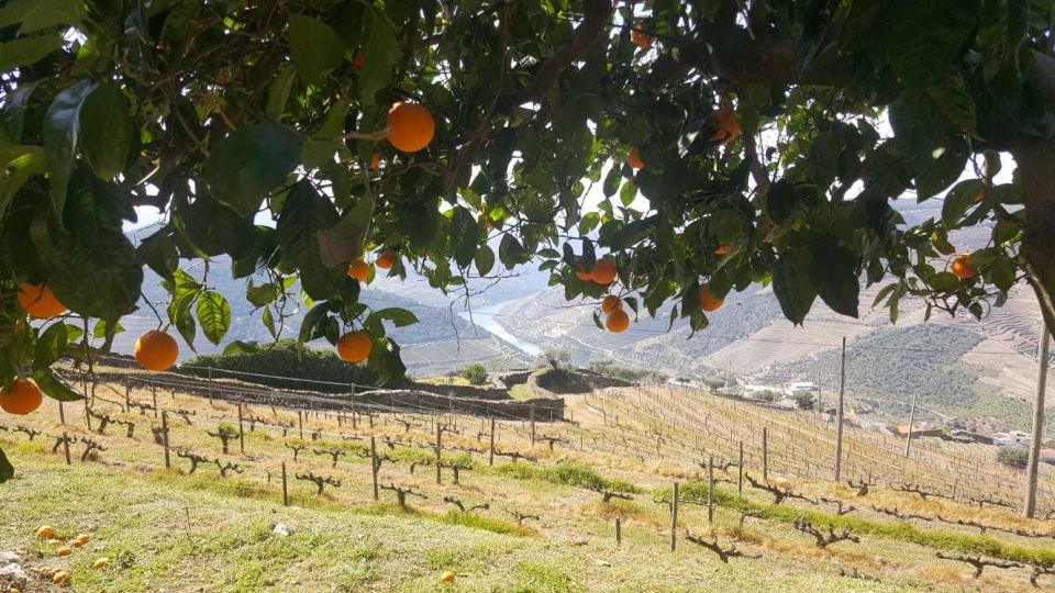 Private Tour: Douro Valley Wine and Food From Oporto - Optional Activities and Highlights