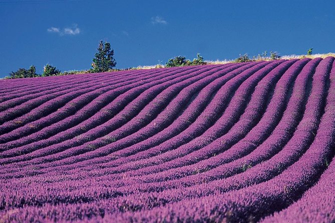 Provence and Lavender - Private & Guided Full Day Tour - Tour Transportation