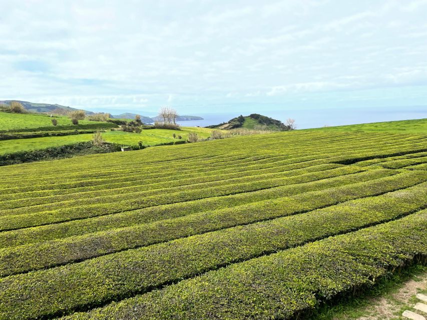 Sao Miguel: Privat Van Tour Furnas, Gorreana Tea Factory - Booking