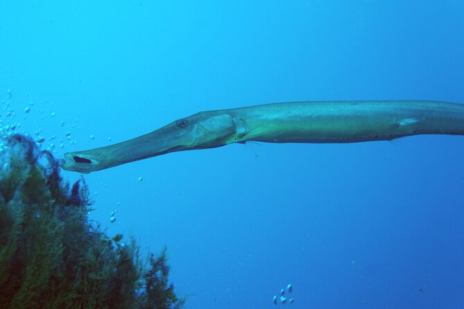 Scuba Diving in Lanzarote (For Certified Divers Only) - Reviews, Ratings, and Testimonials