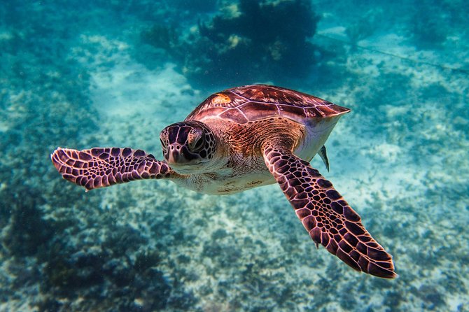 Sea Turtle and Cenotes Tour Snorkeling From Riviera Maya - Cancellation Policy and Refunds