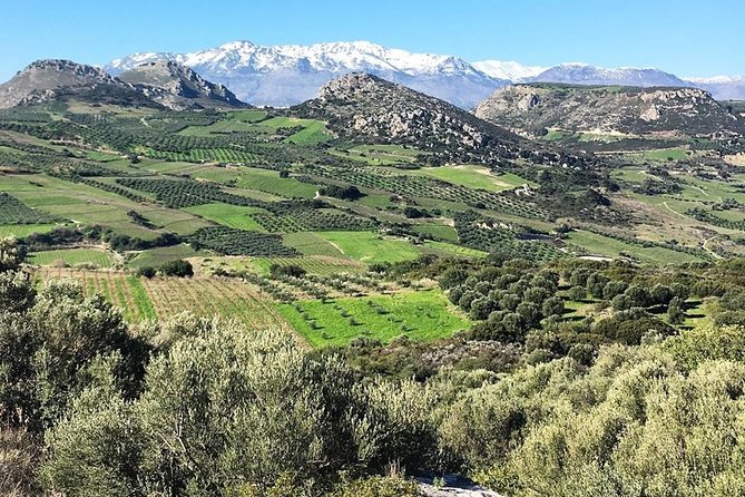 Semi Private Wine and Olive Oil Tour (Transfer & Lunch Incl.) - Customer Reviews and Recommendations