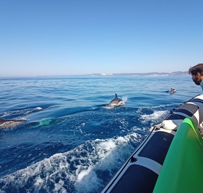 Sesimbra: Dolphin Watching Boat Tour With Biologist Guide - Important Information