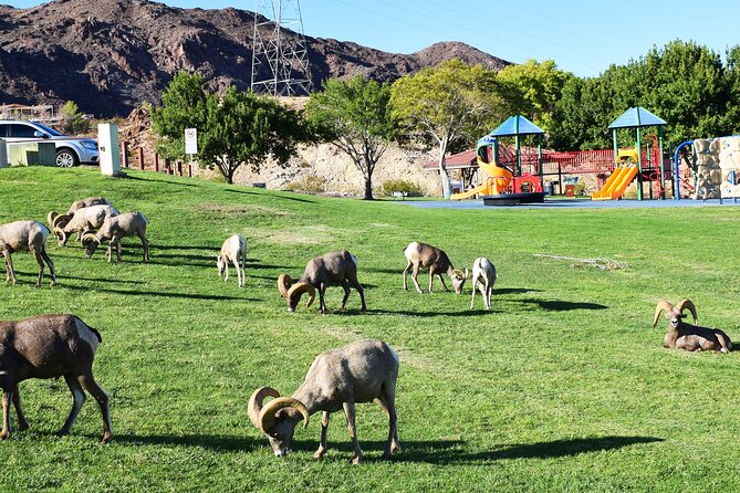 Small-Group Hoover Dam Tour From Las Vegas - Local Park Visit and Bighorn Sheep