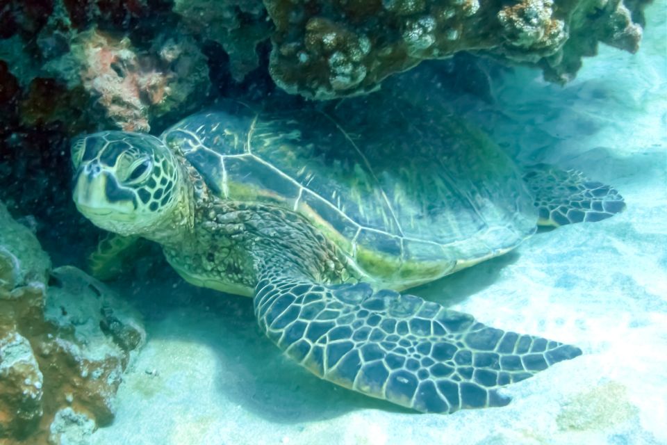 South Maui: Eco Friendly Molokini and Turtle Town Tour - Location & Additional Information