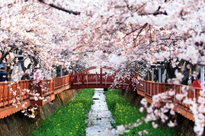 Spring 5 Days Cherry Blossom Jeju&Busan&Jinhae&Gyeongju on 31 Mar to 10 Apr - Tour Schedule and Logistics
