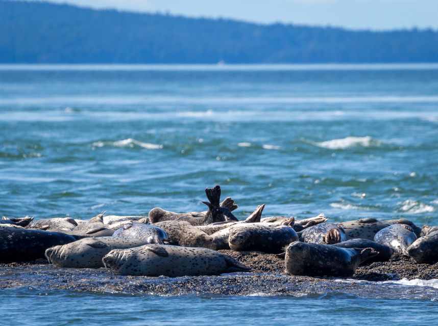 Telegraph Cove: Half-Day Whale Watching Tour - Onboard Experience