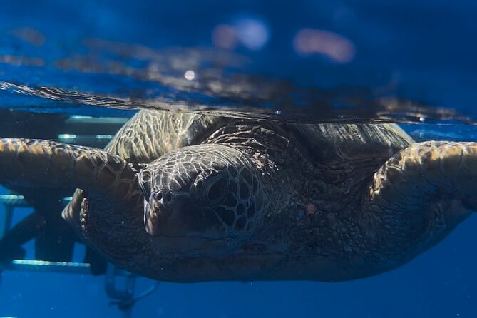 Turtle Canyon Snorkel From Waikiki (Semi Private Boat Tour) - Traveler Reviews