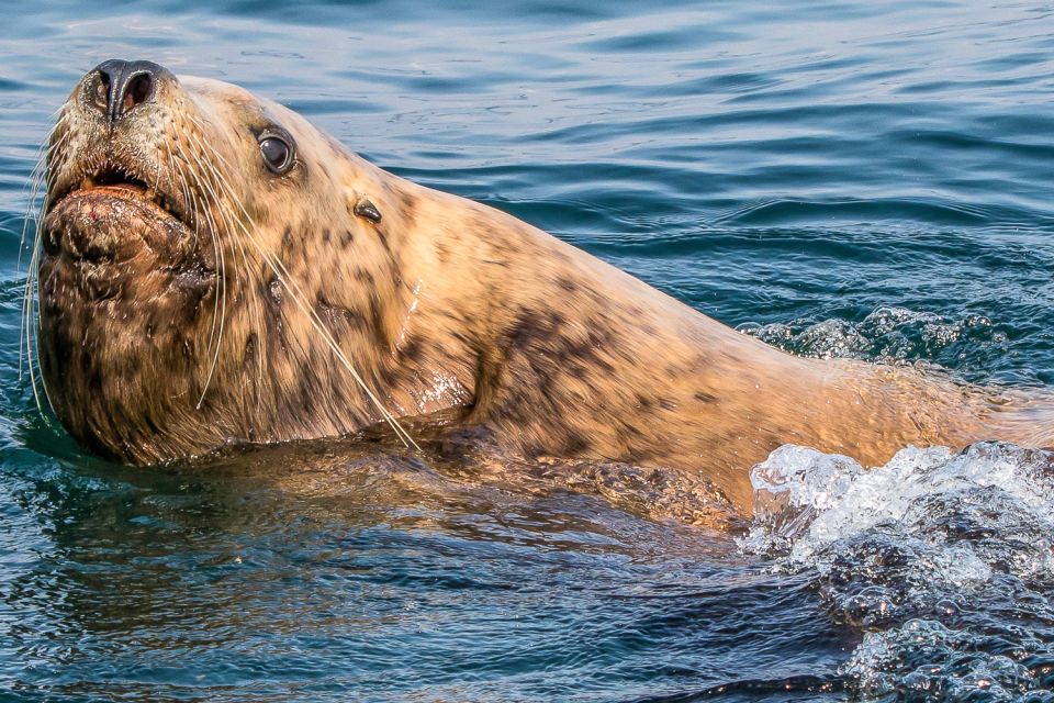 Victoria: 3-Hour Zodiac Whale-Watching Tour - Customer Reviews and Testimonials