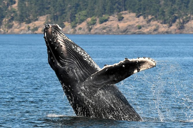 Victoria Whale and Wildlife Cruise - Booking and Pricing Details
