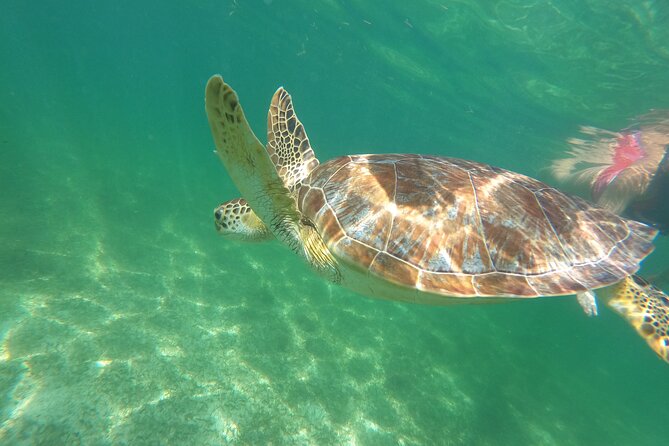 VIP Cenotes & Turtles Private Tour - Contact and Support