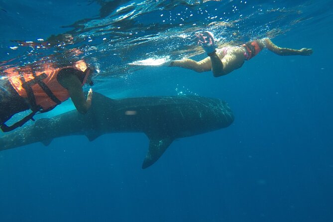 Whale Shark Tour From Holbox Island - Customer Reviews