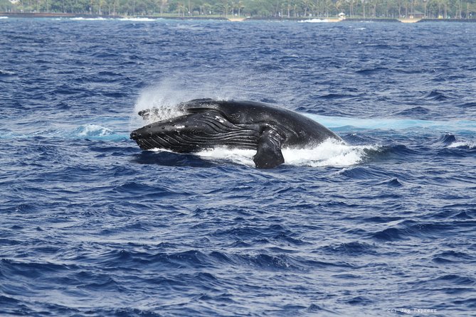 Whale Watch Cruise Aboard the Majestic by Atlantis Cruises - Weather and Entertainment