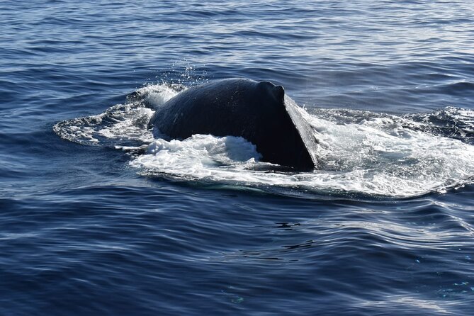 Whale Watching Tour in Los Cabos - Common questions