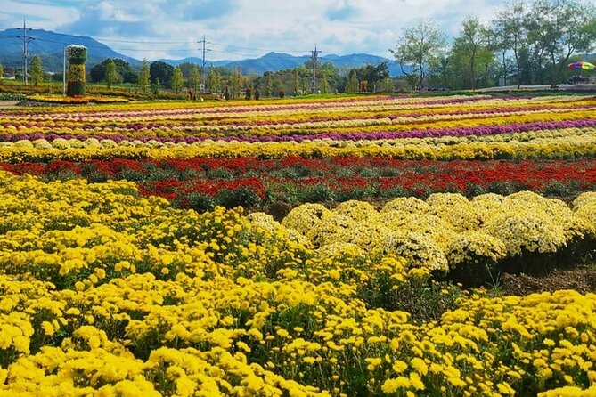 Yeoncheon Chrysanthemum Festival - Pyeongtaek Departure - Tour Schedule and Itinerary