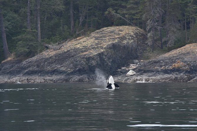 Zodiac Whale Watching Adventure From Victoria - Whale Watching Regulations Overview