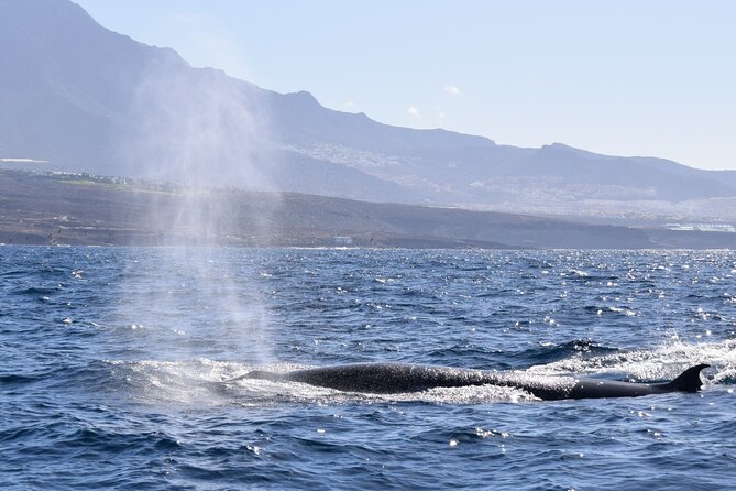 Bonadea II Ecological Whale Watching, 2 Hours - Cancellation Policy