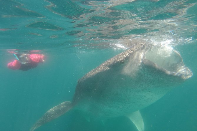 Cabo San Lucas to La Paz Whale Shark Full-Day Snorkeling Trip - Cancellation Policy