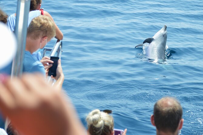 Dolphin Sightseeing Boat Tour From Benalmadena - Price and Booking Details