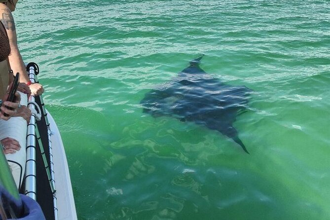 Dolphin Spotting and Swimming Experience From Panama City  - Destin - What to Bring