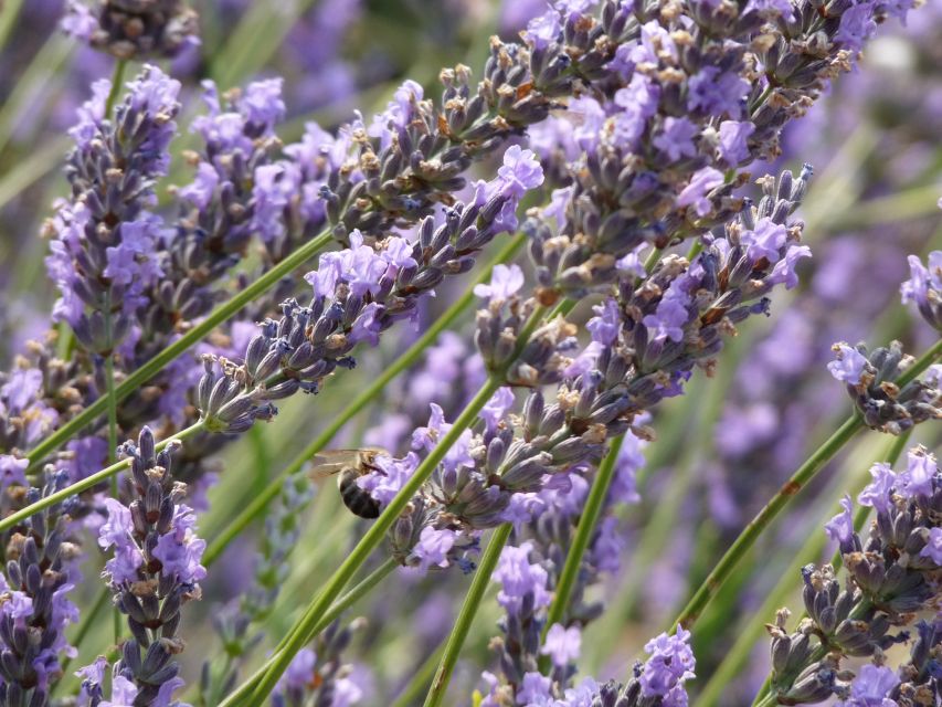 From Aix-en-Provence: Sault Lavender and Gordes Day Trip - Common questions
