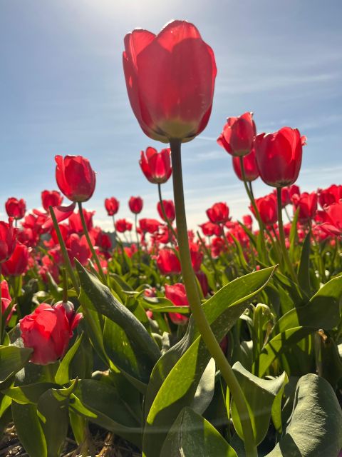 From Lisse: Flower Bike Tour Along Keukenhof Small Group - Common questions