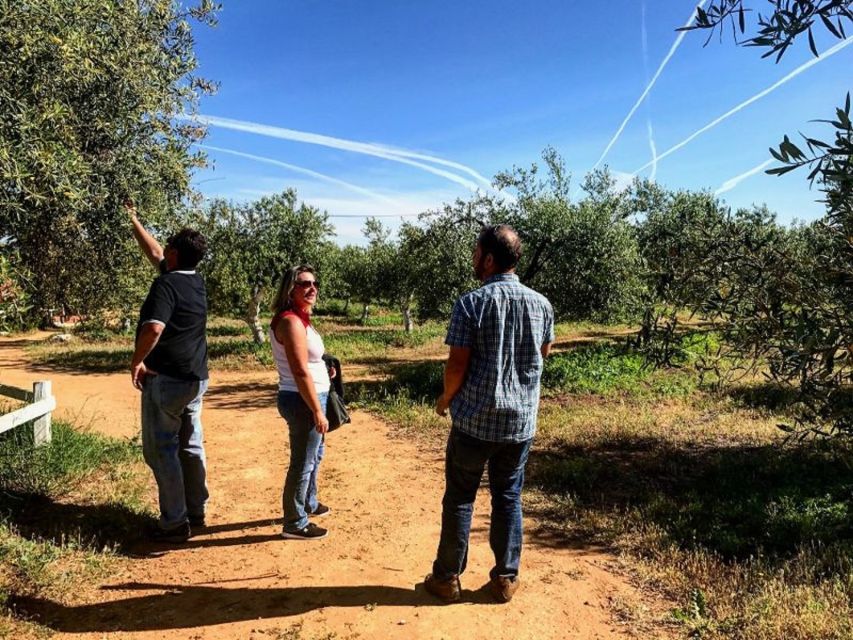 From Seville: Olive Oil Farm Tour - Directions