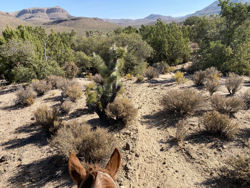 Horseback Ride Thru Joshua Tree Forest With Buffalo & Lunch - Directions