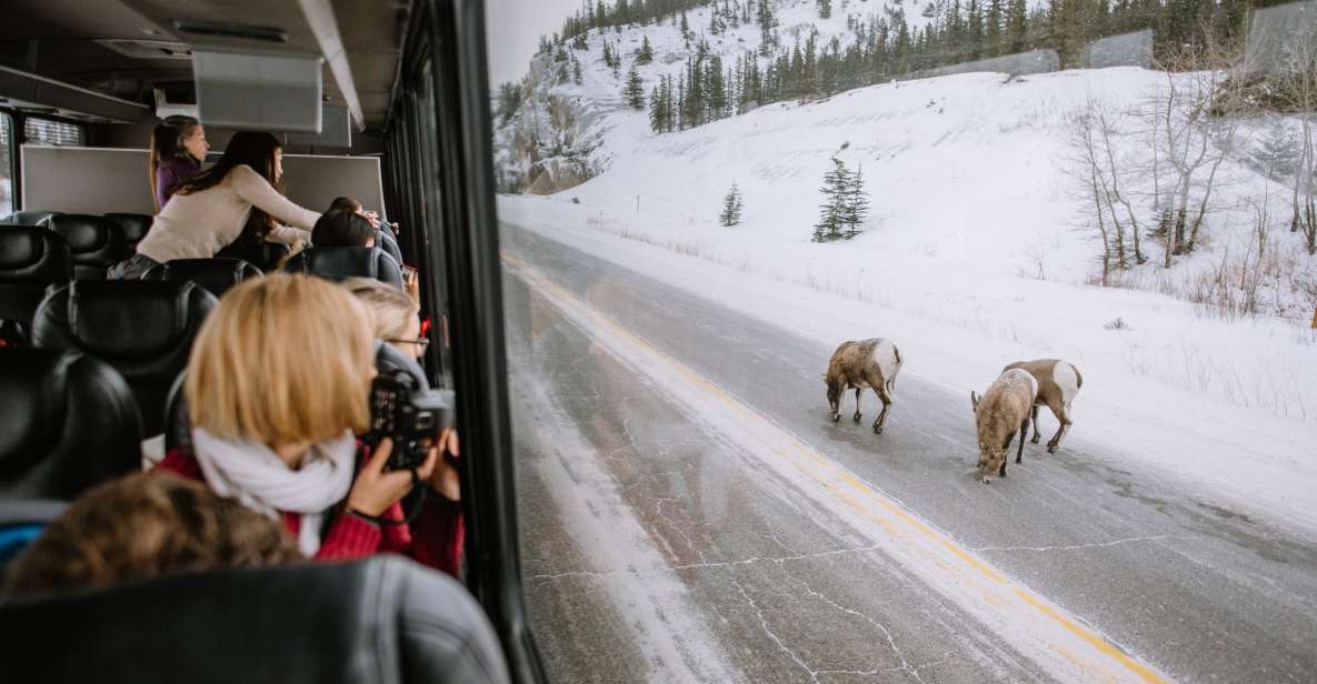 Jasper: Winter Wildlife Bus Tour in Jasper National Park - Common questions
