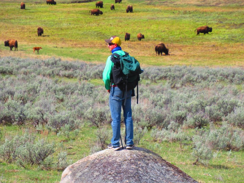 Lamar Valley: Safari Hiking Tour With Lunch - Customer Reviews & Booking