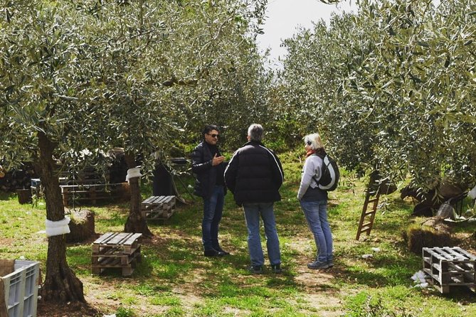 Olive Oil Experience - Amodeos Farm Operation