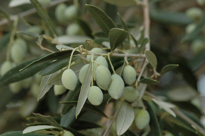 Olive Oil Tasting Tour - Duration