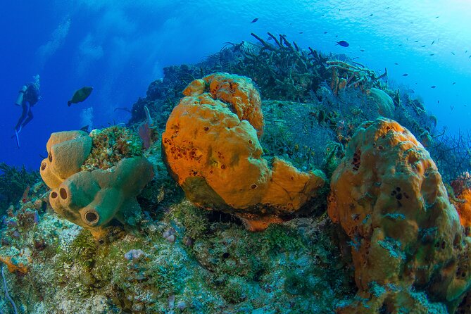 PADI Discover Scuba Diving Tour in Cozumel - Common questions