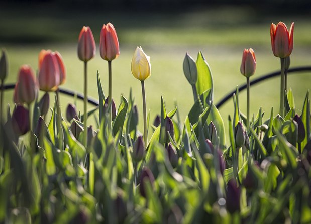 Private Day Tour OTTAWA Tulip Festival May 10-20 From MONTREAL - Product Code and Booking