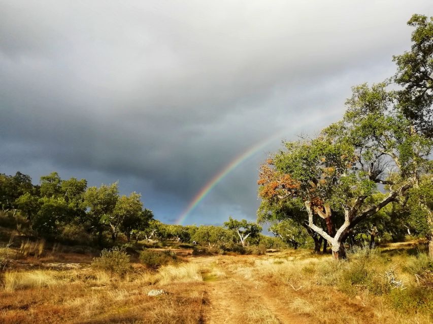 Redondo: Walk in the Cork Forest With Lunch & Wine Tasting - Farm Visit in Alentejo