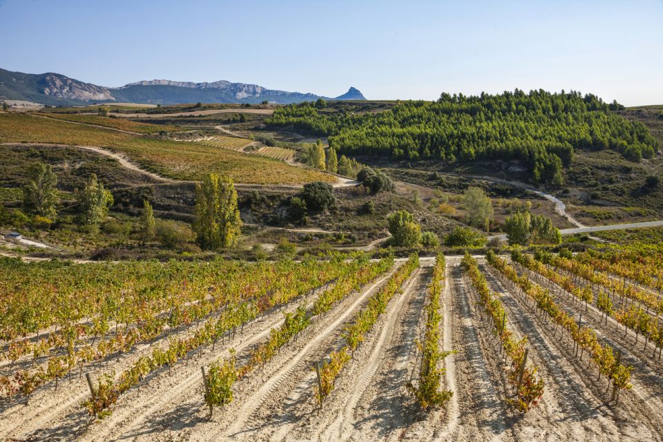 Rioja Winery & Traditional Lunch From Pamplona or Logroño - Common questions