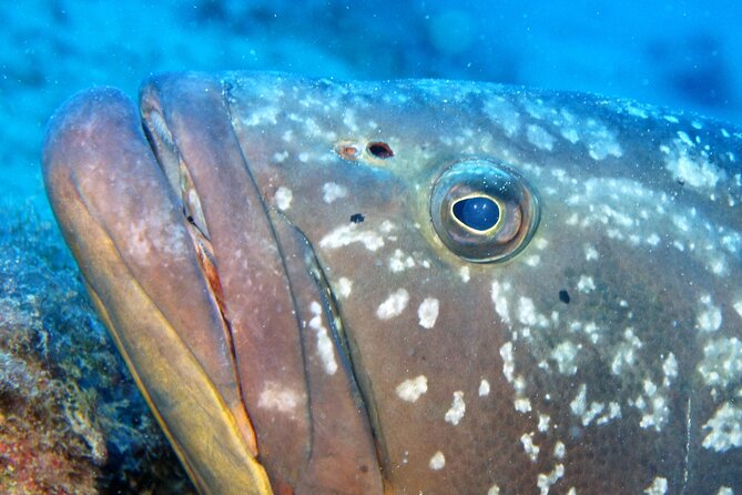 Scuba Diving in Lanzarote (For Certified Divers Only) - Common questions